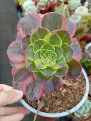 Aeonium Anna maceta de 13 cm