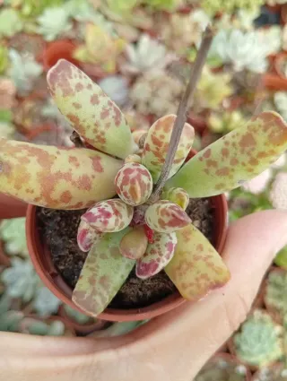 Adromischus maculatus