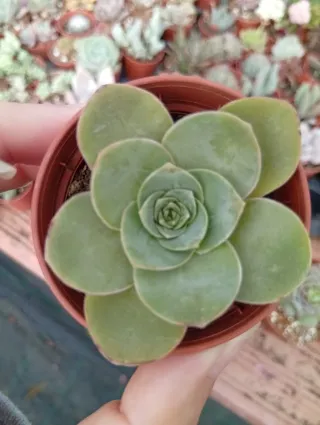 Greenovia Aurea Planta Suculenta