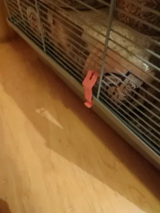 Jaula para roedor pequeño/mediano