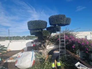 Servicios de jardineria y pintura