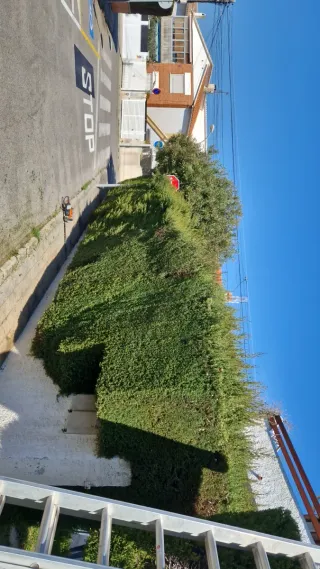 Servicios de jardineria y pintura