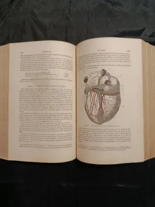 Libro Antico Medicina 1880 Anatomia