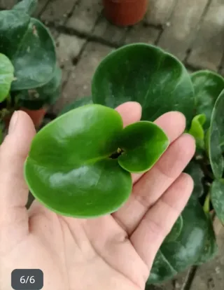 Set 2 Peperomia Obtusifolia e Polybotrya