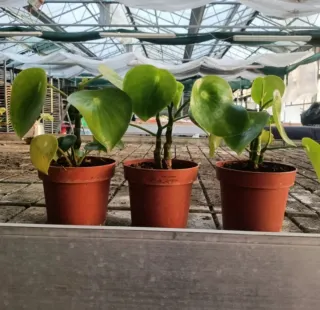 Set 2 Peperomia Obtusifolia e Polybotrya