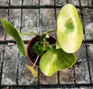 Set 2 Peperomia Obtusifolia e Polybotrya