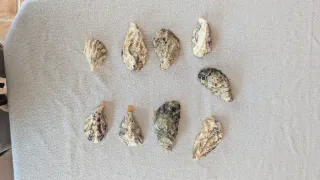 Joyeros de ostras con flores y bordes dorados