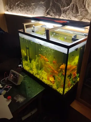 Pecera completa con bichos flotantes.