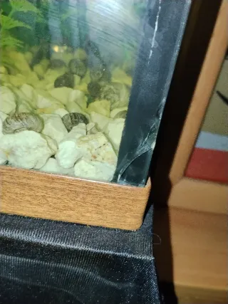 Pecera completa con bichos flotantes.