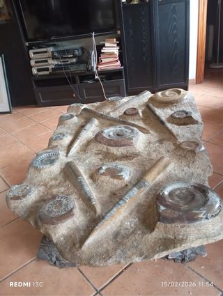 Mesa Fósiles Ammonite y Orthoceras