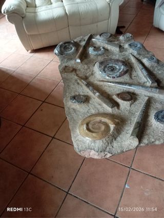 Mesa Fósiles Ammonite y Orthoceras