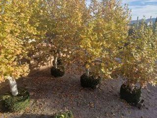 Chalet en venta en Moià