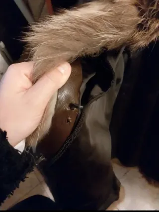 Pelliccia vintage marmotta