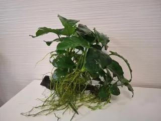Tronco enraizado con Anubias  plantas de acuario