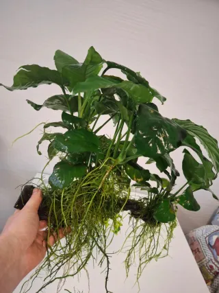 Tronco enraizado con Anubias  plantas de acuario