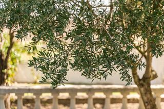 Casa pareada en venta en Molar (El)