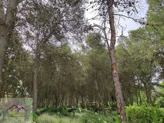 Masía en venta en Ulldecona