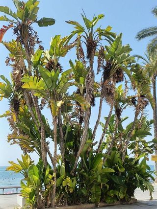 Piso en venta en Playa del Cura en Torrevieja