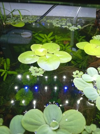 Planta flotante Linobium para acuario