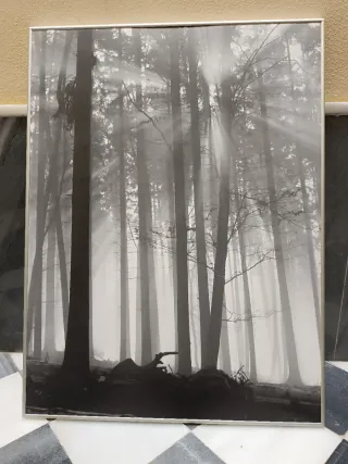 Imagen de bosque con marco