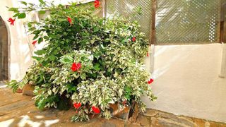 Casa adosada en venta en Casares