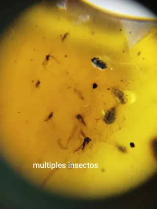 Fósil Ámbar Cretácico con mosquitos,moscas,avispas