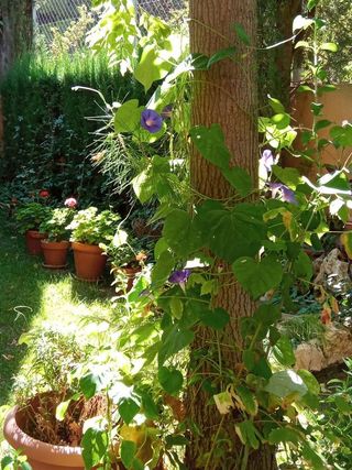 Casa adosada en venta en Villena