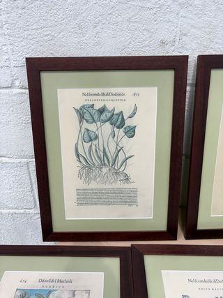 Lote 7 Láminas Botánicas
