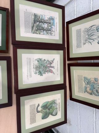 Lote 7 Láminas Botánicas