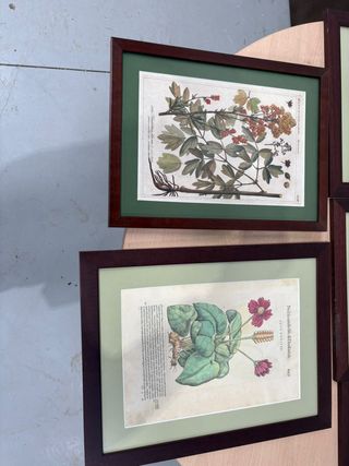 Lote 7 Láminas Botánicas