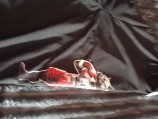 Camiseta Pitbull Boxeador Negra Talla L