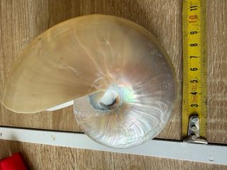 Nautilus madreperlaceo