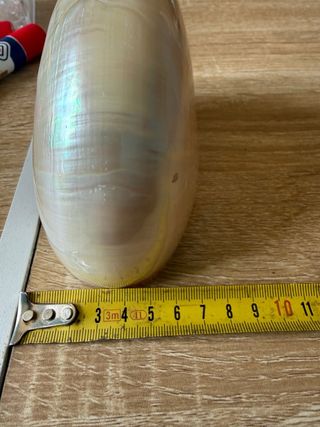 Nautilus madreperlaceo