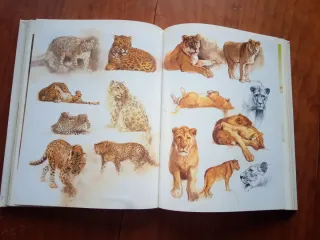 The Ark -  Rien Poortvliet