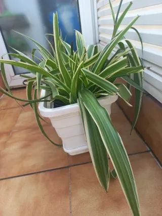 Jardinera de plástico verde y blanco