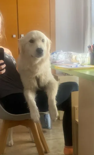 Cuidadora , alojamiento canino