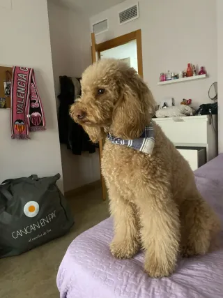 Cuidadora , alojamiento canino