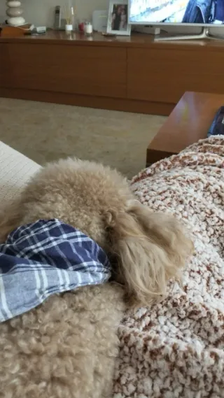 Cuidadora , alojamiento canino