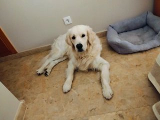 Cuidadora , alojamiento canino, guardería canina