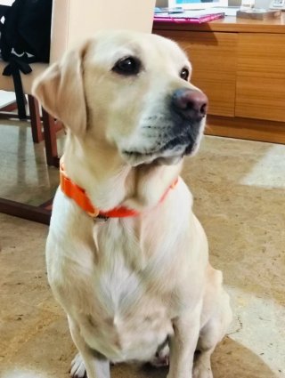 Cuidadora , alojamiento canino, guardería canina