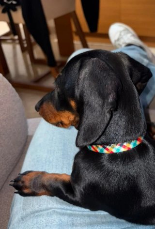 Cuidadora , alojamiento canino, guardería canina