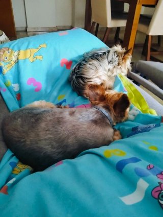 Cuidadora , alojamiento canino, guardería canina
