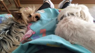 Cuidadora , alojamiento canino, guardería canina