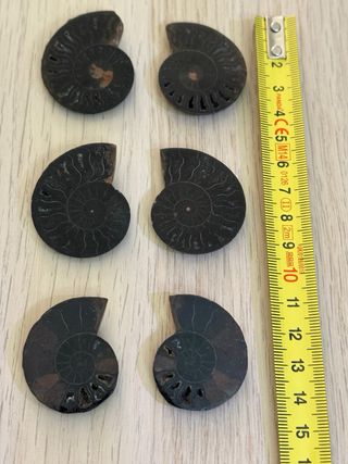 Lotto 6 ammoniti fossili