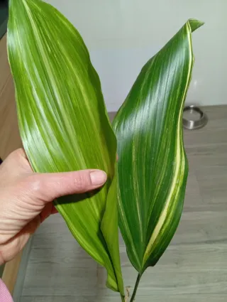 Aspidistra variegata