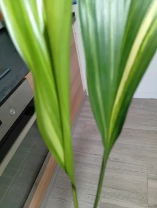 Aspidistra variegata