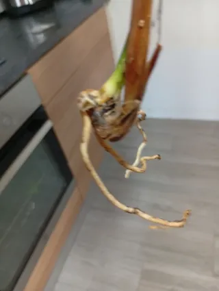 Aspidistra variegata