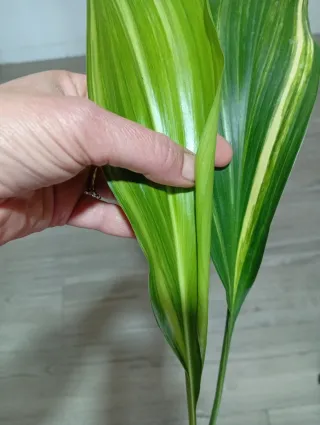 Aspidistra variegata