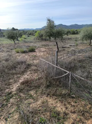 Vendo Finca rustica de uliveras 4000 metros cuadra