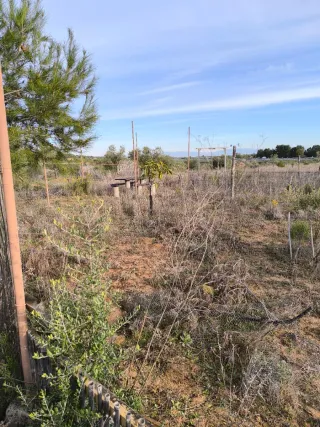 Vendo Finca rustica de uliveras 4000 metros cuadra